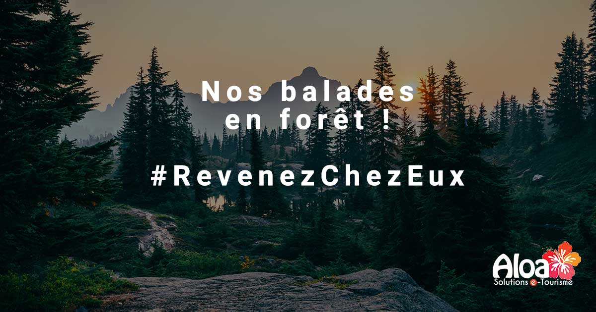 visuel balades en forêt